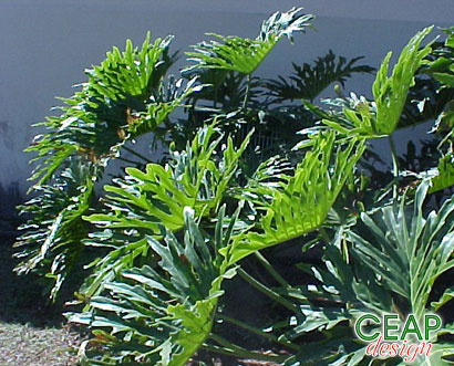 Fiddle-leaf Philodendron